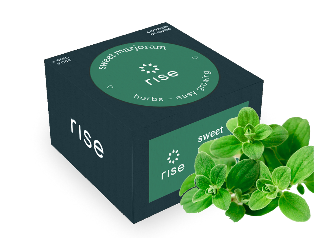 Sweet Marjoram