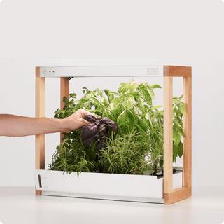 rise garden seed pods Personal Indoor Garden
