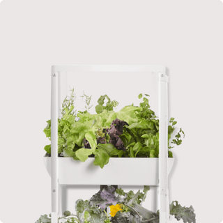 hydroponic strawberry seeds Hydroponic Strawberry seedpods