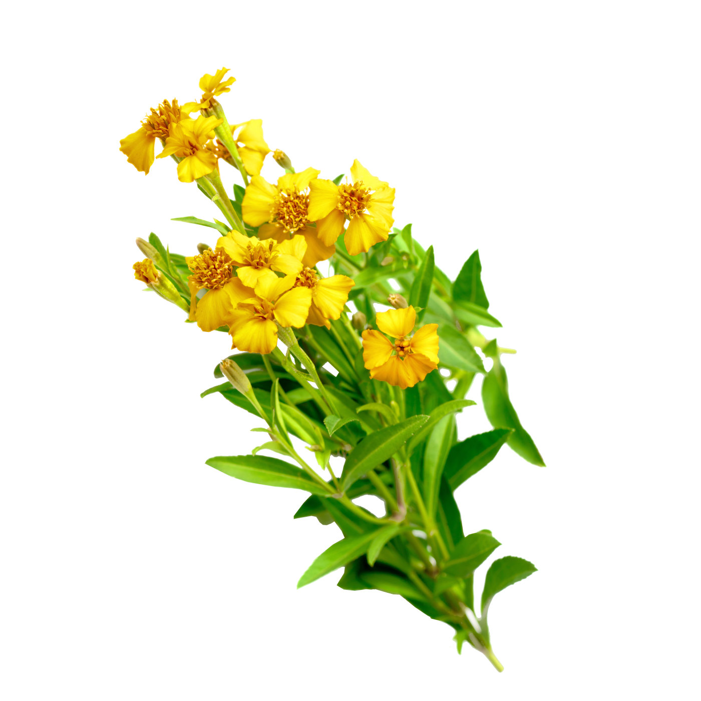 mexican mint marigold seeds Mexican Mint Marigold Tarragon