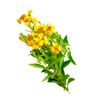 Mexican Mint Marigold Tarragon