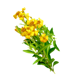 Mexican Mint Marigold Tarragon