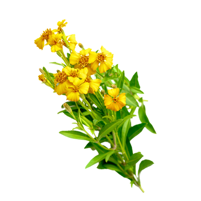 Mexican Mint Marigold Tarragon