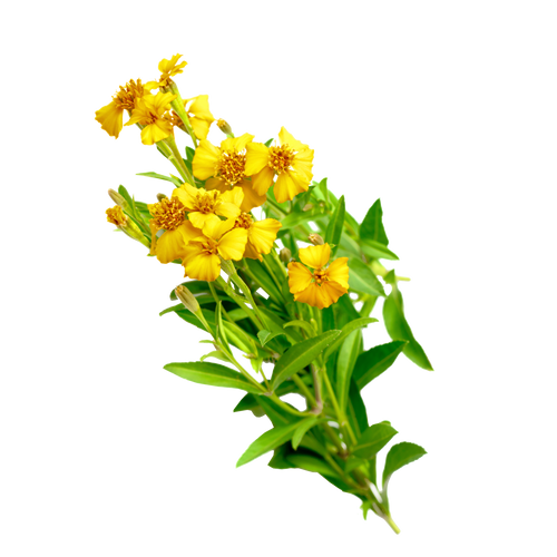 Mexican Mint Marigold Tarragon