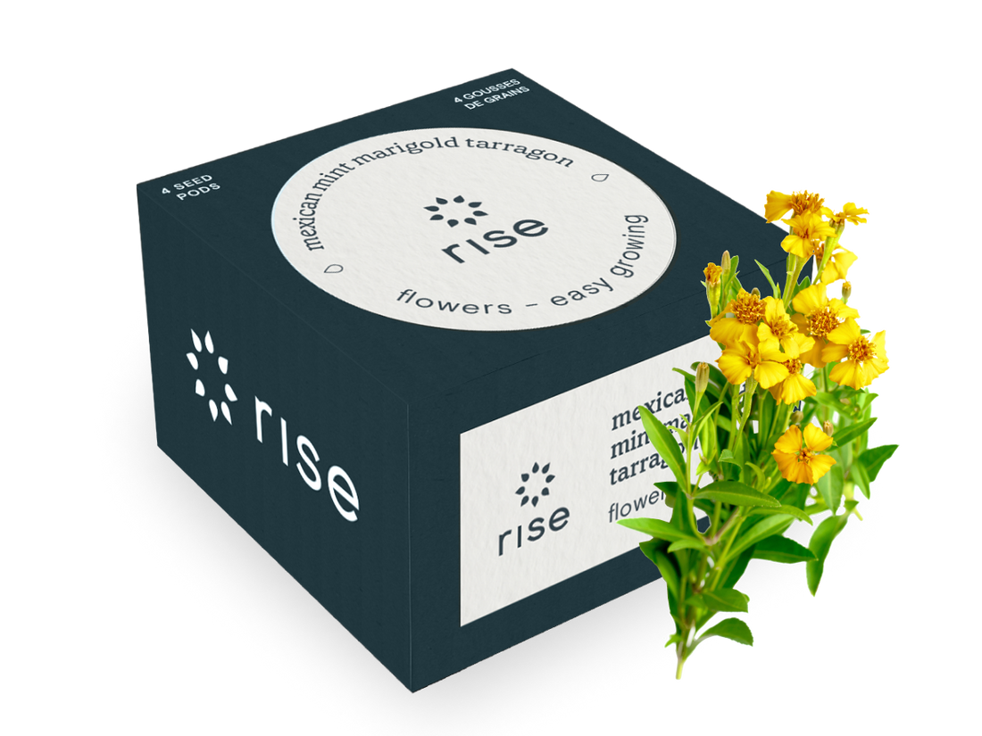 mexican marigold seed Mexican Mint Marigold Tarragon
