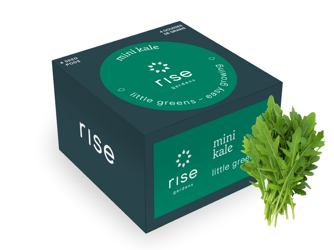 4 pack Arugula hydroponic seedpods