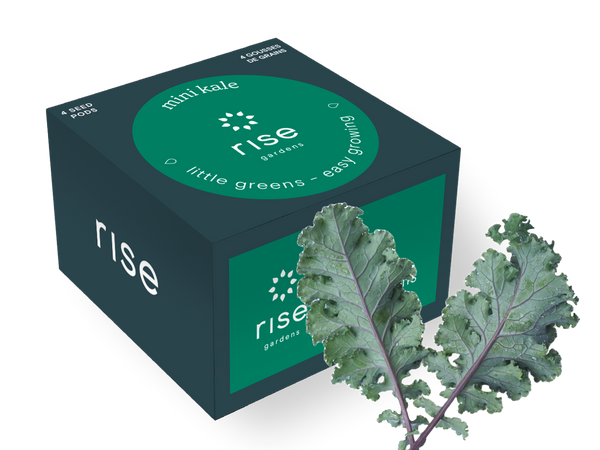 kale plant seed pods Mini Kale| Rise Gardens seeds for hydroponic Gardens