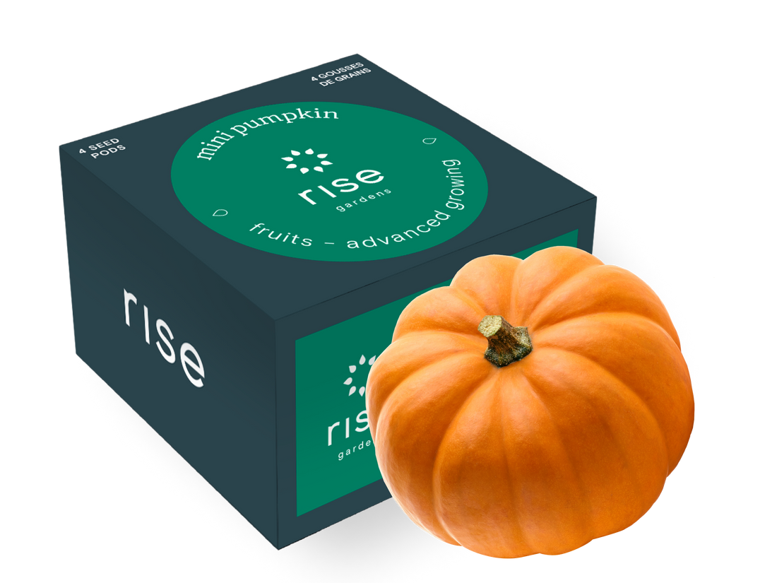 4 pack mini pumpkin hydroponic seedpods