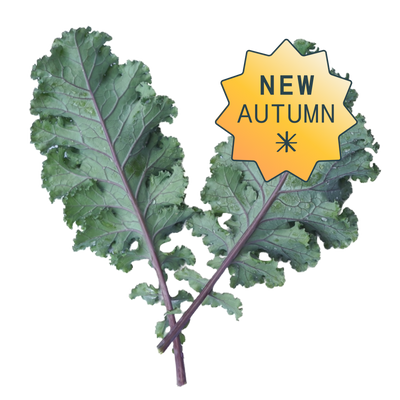 Hydroponic mini kale