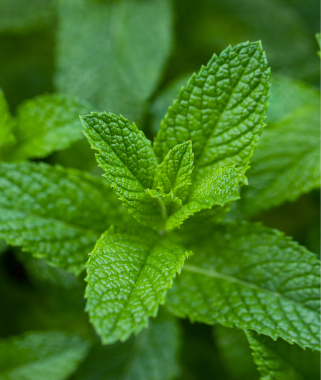 Mint hydroponic produce