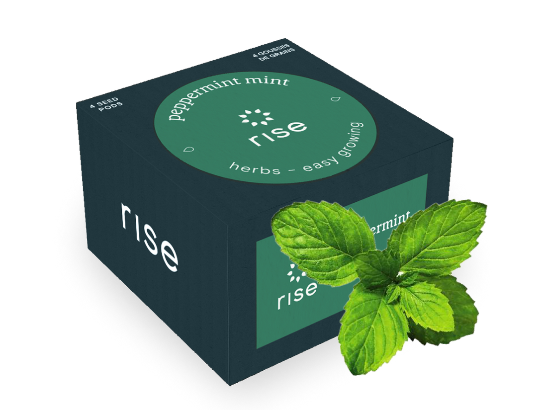 garden mint seeds Mint Peppermint Seeds for Indoor Herb Garden