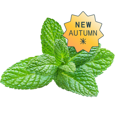 Hydroponic moijto mint