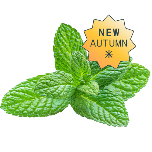 Hydroponic moijto mint