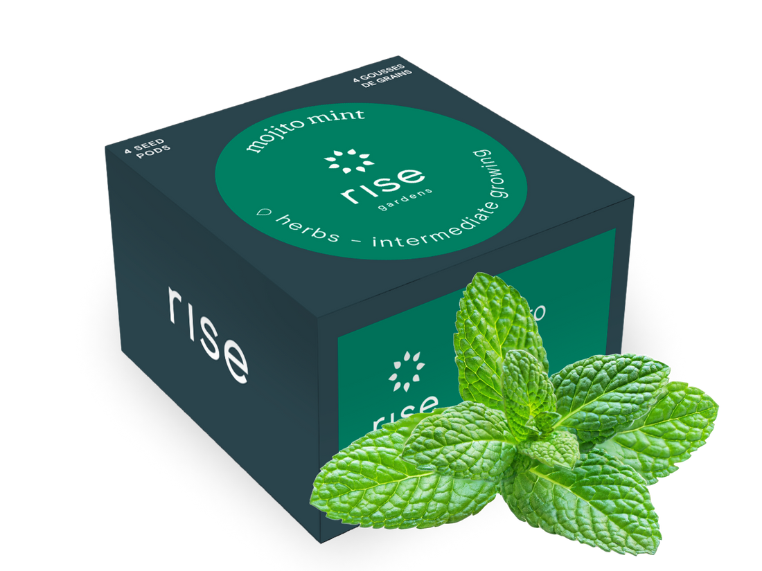 4 pack mojito mint hydroponic seedpods