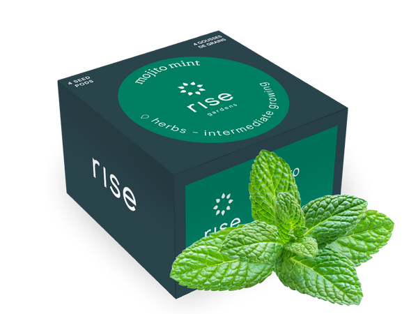 mint green rose seeds Mojito Mint| Rise Gardens seeds for hydroponic Gardens