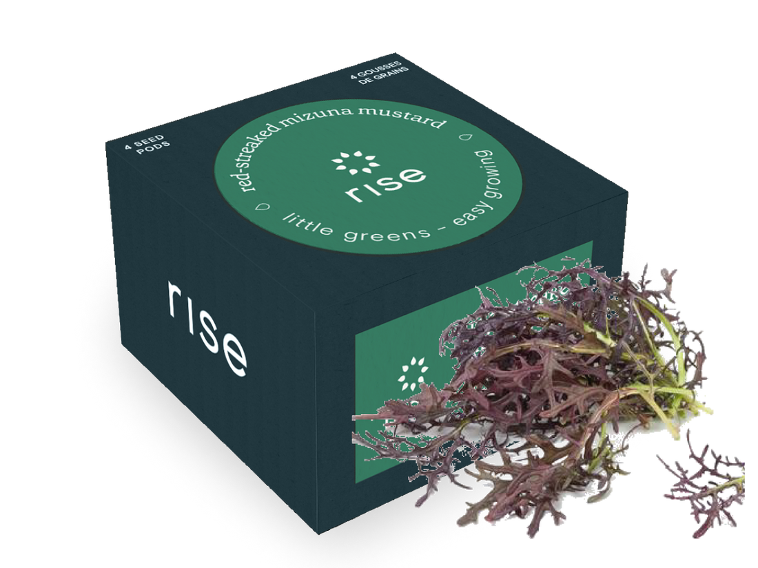 Red-Streaked Mizuna Mustard