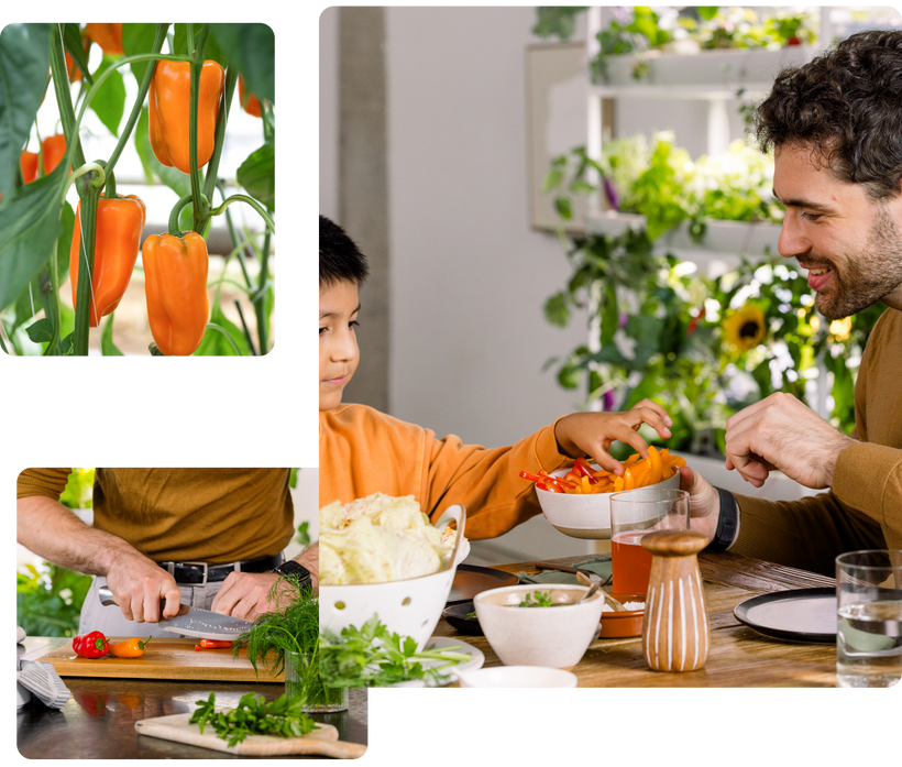 Peppers growing in an hydroponic garden,  man chopping fresh peppers and father and son eating nutritious tasteful peppers and fresh radicchio.