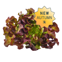 Red oakleaf hydroponic lettuce