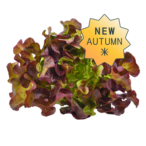 Red oakleaf hydroponic lettuce
