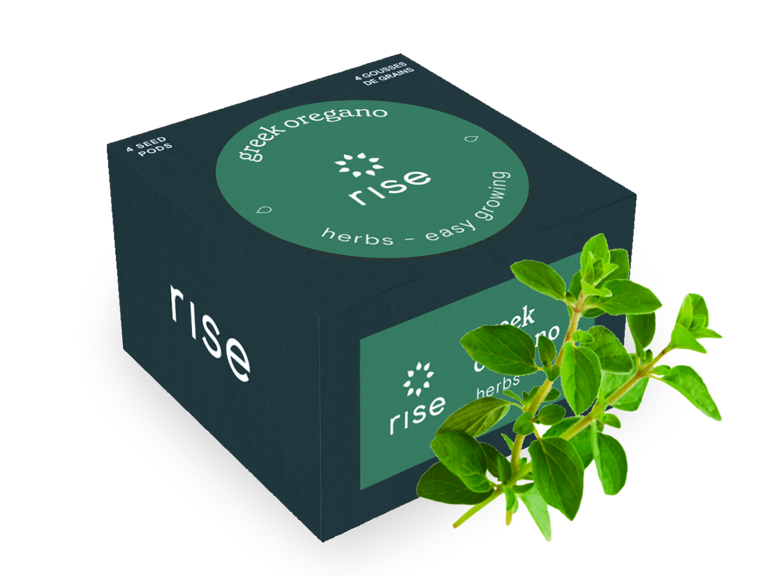 benefits of oregano plant indoors Oregano Seeds for Indoor Herb Garden