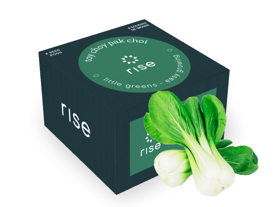 Toy Choy Pak Choi
