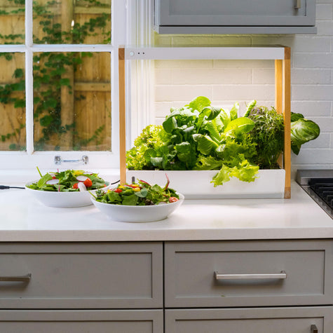 Personal Rise Garden on a kitchen countertop, filled with vibrant lettuces, next to two bowls of fresh, delicious salads made with homegrown greens, roots, and fruits. The Rise Garden serves as an easy, fun, and sustainable salad garden.