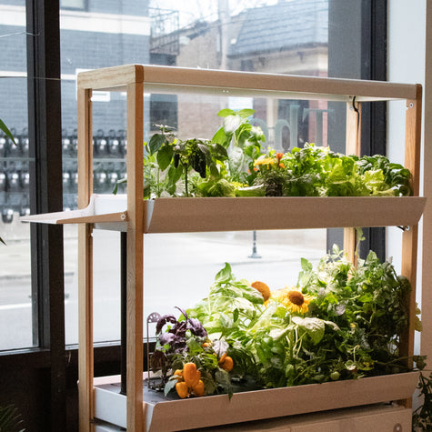 succulent plants indoor care Optimize Your Indoor Garden with the House Plant Shelf