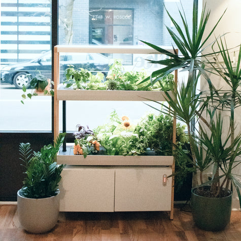 shelves for house plants Optimize Your Indoor Garden with the House Plant Shelf