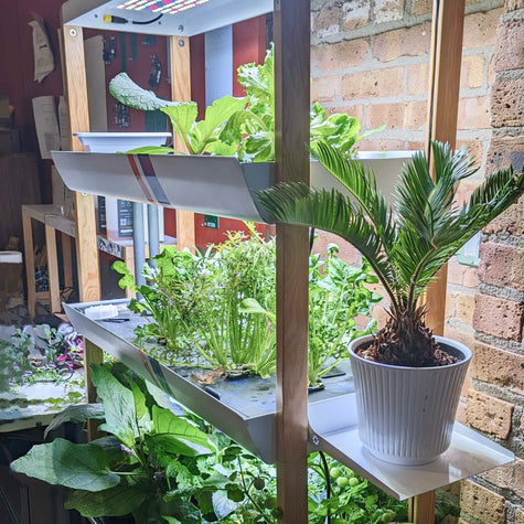 house plant racks Optimize Your Indoor Garden with the House Plant Shelf