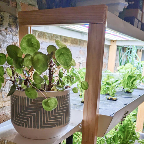house plant rack Optimize Your Indoor Garden with the House Plant Shelf