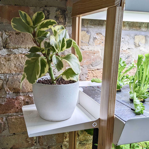 house plant shelf Optimize Your Indoor Garden with the House Plant Shelf