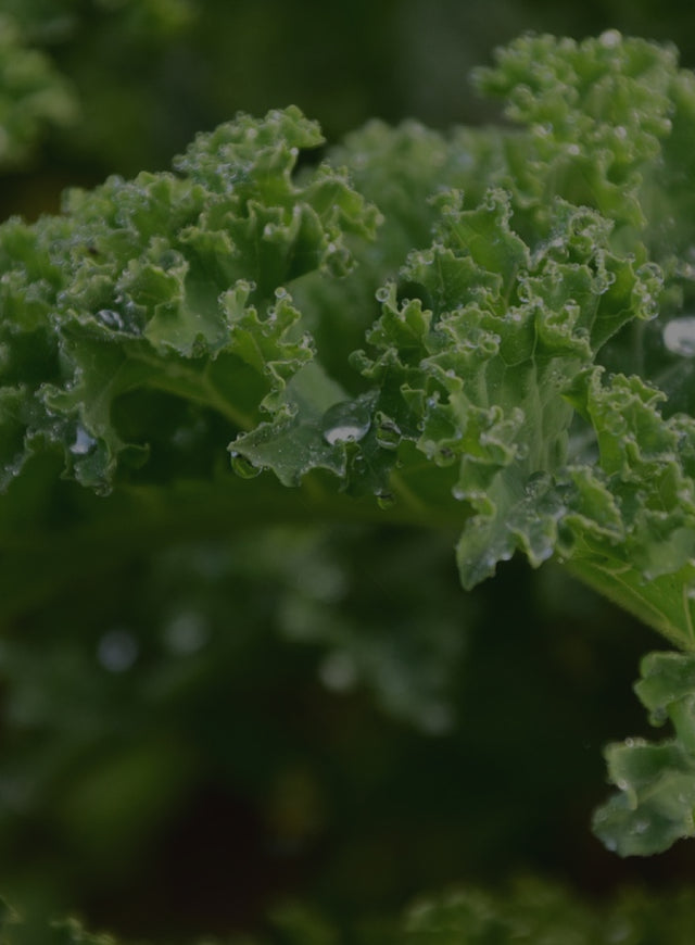 Hydroponically grown Kale