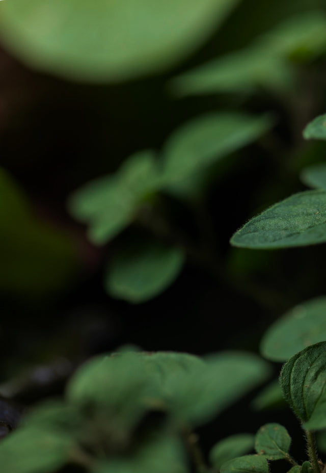 Hydroponically grown oregano