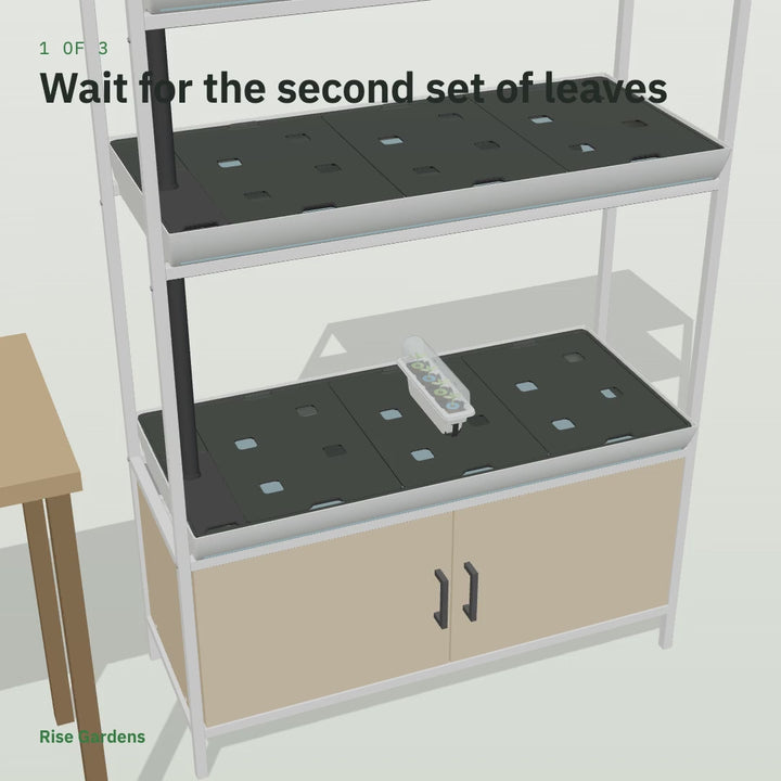 Animation: seedlings in net cups moved from the nursery into the tray lids of the Rise Garden 3