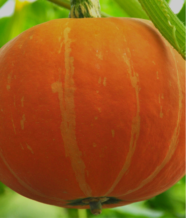 Pumpkin  hydroponic seeds