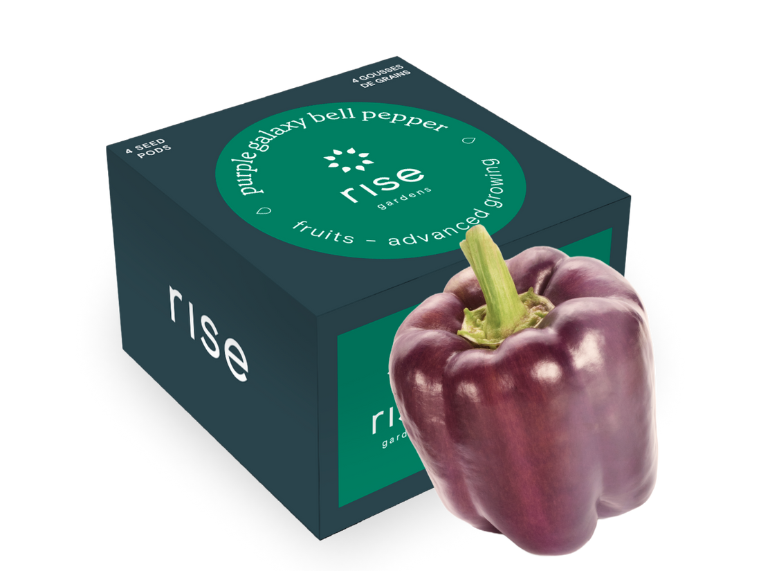 bell pepper plant hydroponic Purple Galaxy Bell Pepper