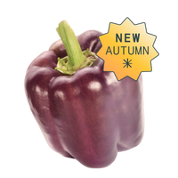 Purple bell hydroponic seedpod