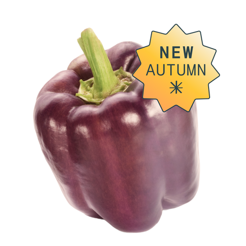 Purple bell hydroponic seedpod