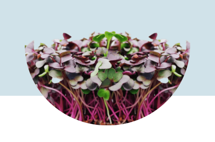 Microgreens