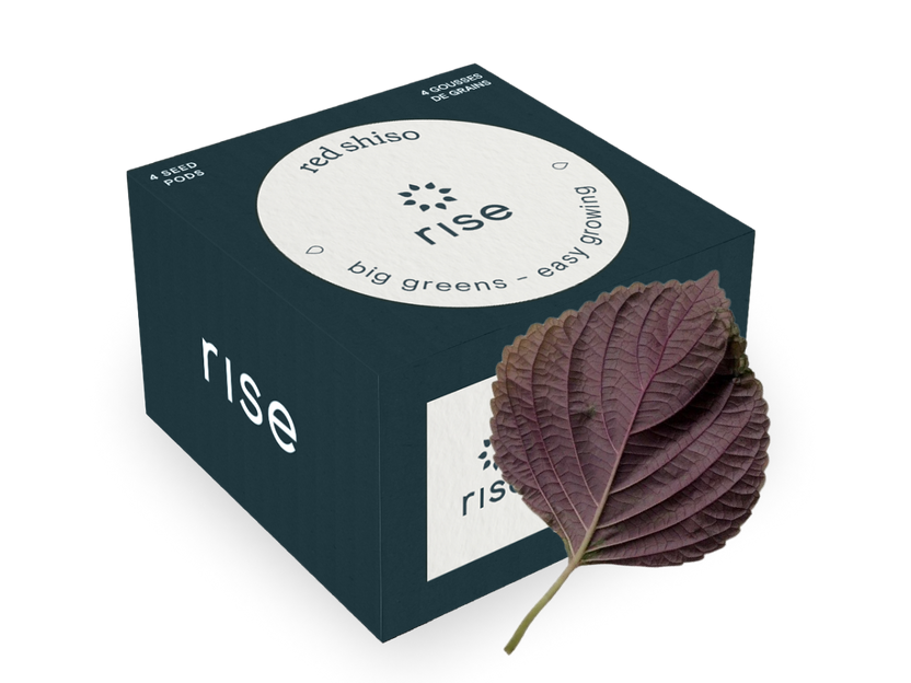 Red Shiso
