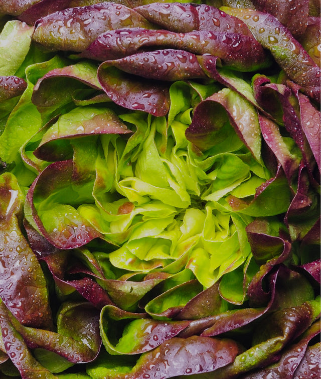 Red lettuce hydroponic produce