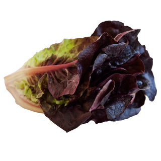 Baby red romaine hydroponic lettuce