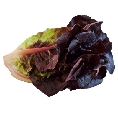Baby red romaine hydroponic lettuce