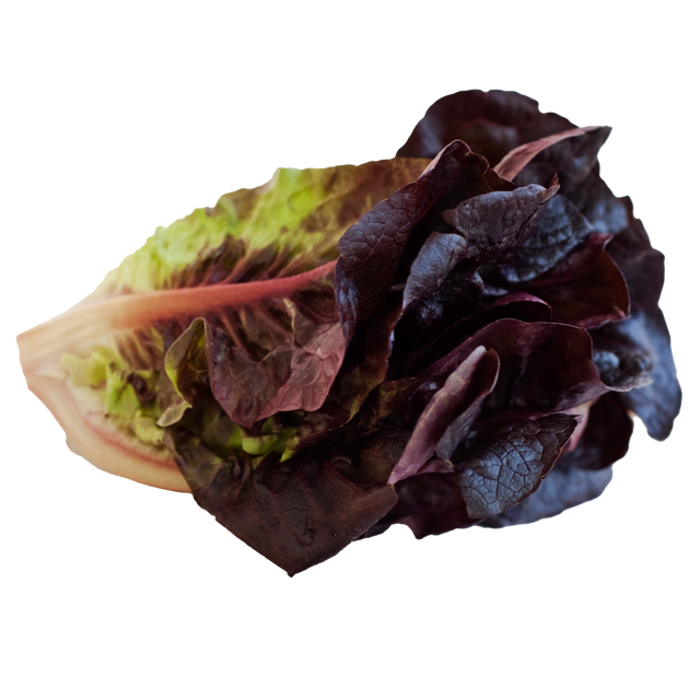 Baby red romaine hydroponic lettuce