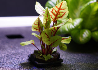 Hydroponic callaloo amaranth growing in an hydroponic garden