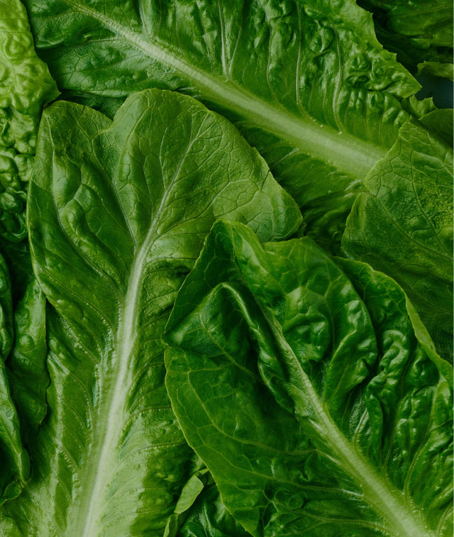 Romaine lettuce  hydroponic produce