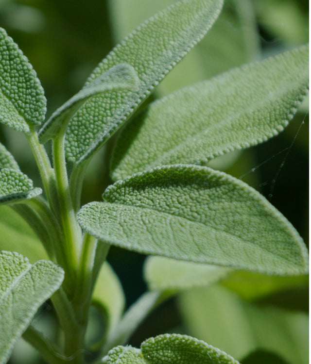 Sage hydroponic plant