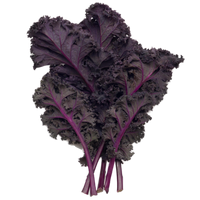 Scarlet hydroponic kale