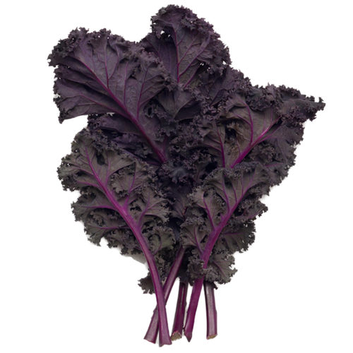 Scarlet hydroponic kale