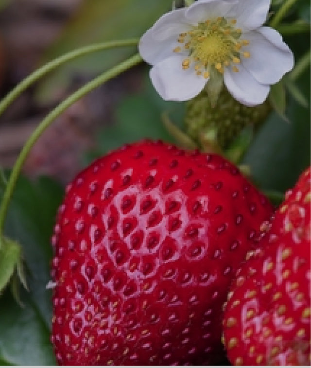 Strawberry  hydroponic seeds